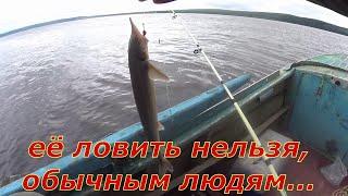 На рыбалку с дедом, поймал стерлядь.
