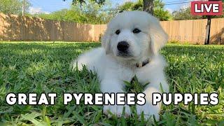 Great Pyrenees Puppy Livestream - More puppies are going home! 