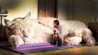 Топ 10 САМЫХ БОЛЬШИХ КОШЕК В МИРЕ | САМЫЕ КРУПНЫЕ ПОРОДЫ КОШЕК | Мейн-Кун или Саванна, кто крупнее?