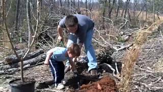 Food Forest Update - Planting Fruit Trees, Natural Farming with Permaculture!!!