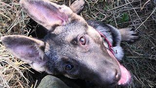 Роль взрослой собаки в воспитании щенка. НО ВСЕ НУЖНО РЕГУЛИРОВАТЬ! Вредные привычки тоже передаются