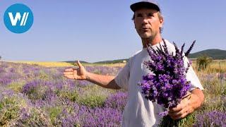 Die Herren des Lavendels (360° - GEO Reportage)