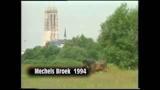 My Belgian draft horses and their young foals play in their meadow (25 years ago)