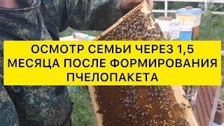 Осмотр семьи через 1,5 месяца после формирования пчелопакета