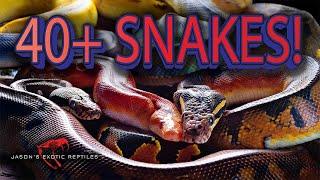 40+ Incredible Rare Snakes Revealed: The Future of Jason's Exotic Reptiles!