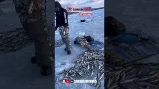 Рыболовные туры на острове Сахалин. Телефон/whatsapp: +7 (900) 662-77-77 (Виталий) #сахалин