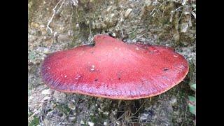 Beefsteak Fungus, Ox Tongue Fungus, Fistulina hepatica