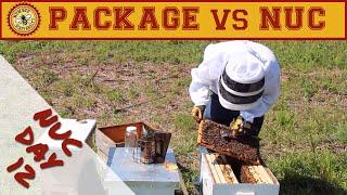 Nuc vs Package Bees Comparison: 12 Day Nuc Inspection