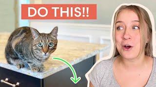 How to Keep Your Cat OFF THE COUNTER (Changing Habits!)