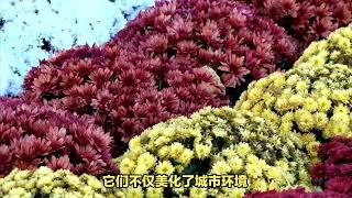 国庆节花坛中主力军——菊花。除了菊花还有哪些景观植物