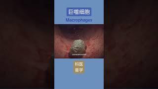 巨噬细胞 macrophage #医学科普