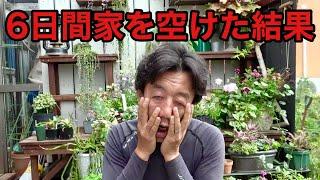 6日間植物に興味のない妻に植物の管理を頼んだんだが。。。　　【園芸超人カーメン君】