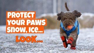 6 WAYS to PROTECT your DOG'S PAWS (Snow, Ice and Salt)