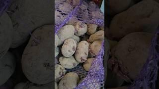Делаем вспашку под картофель #огород #село #деревня #трактор
