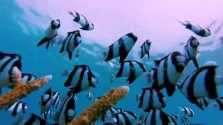 Humbug Damselfish Tricked With GoPro