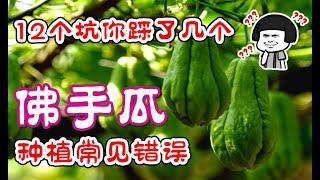 佛手瓜種植常見錯誤，12個坑你踩了幾個？做對了輕松結果300個，佛手瓜種植看這一個視頻就夠了