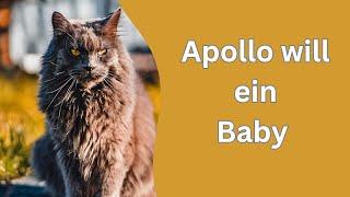 Haben Babys so scharfe Zähne? #katzen