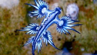 Cute but deadly️ Full video posted to channel #shorts #shortsvideo #seaslug #oceancreatures