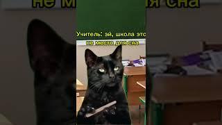 Учитель в шоке  #котики #мем #рекомендации