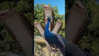 Hungry peacock and snake #wildlife #trend #peacock #snake