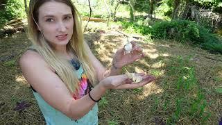 How to grow Store Bought Garlic | Hollow Acres Homestead