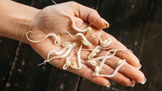 How To Grow Bean Sprouts At Home + Easy Healthy Recipe