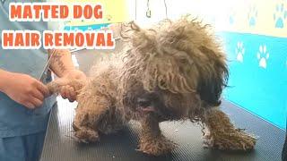 Matted Dog Hair removal Just Like a turtle shell at her back full shavedown