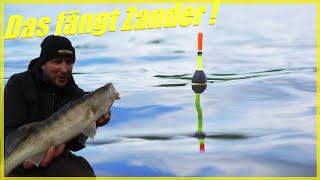 Zanderangeln mit Pose und Köderfisch / So baust du die perfekte Zandermontage