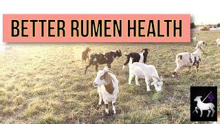 Increase Rumen Health