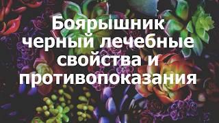 Боярышник черный лечебные свойства и противопоказания