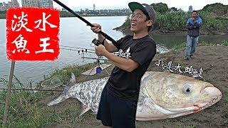 Notorious Invader In the River - Asian Carp【Taiwan Fishing EP16】