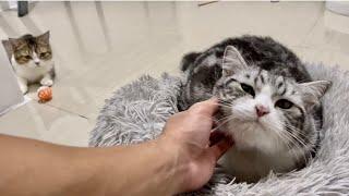Cute kitten is huggable #cat #kitten #cute #viral
