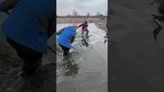 東北四哥戶外捕魚：戶外漁民生活 #戶外抓魚 #捕魚 #shorts