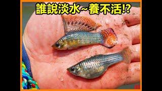 【吳小珍】破除謠言! 哪會養不活!! 小時候的零嘴~鹹水大肚魚! 原來是帆鰭茉莉，海水抓到淡水養得活，又馬上生一堆小魚! 一個多月了，生龍活虎啊! ( 非鬥魚、蓋斑鬥魚、孔雀魚、大肚魚)