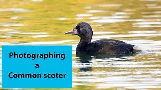 I get a rare opportunity to photograph the Common scoter with the OM-1 mk2 and 100-400mm lens