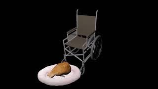 Cat falls off wheelchair 5 (hev)