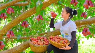 Harvesting Plum & Goes To Countryside Market Sell - Plant New Seeds For The Garden | Tieu Lien