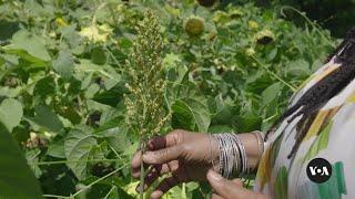 Saving sorghum: The push to reclaim Southern Africa’s native grain | VOA News