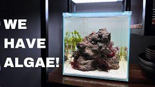 Setting Up My FIRST EVER Saltwater Aquarium! Part 2: ADDING MACRO ALGAE!