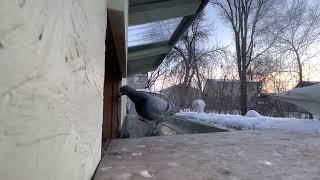 Pigeon Flock out eating SNOW!!!