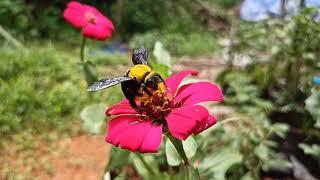 Carpenter bee collecting nectar