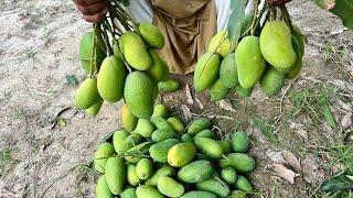 Harvesting mangoes From Tree Village life 
