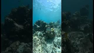 Домашний риф отеля Radisson Blue Resort Maldives  #мальдивы  #travel #путешествия