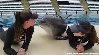 Dolphin kisses