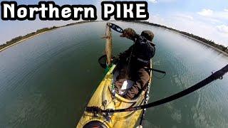 PIKE Day at Glenmore Reservoir #kayakfishing #nature #albertacanada