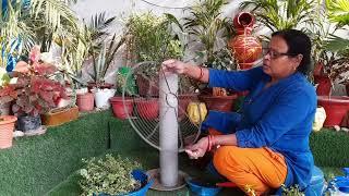 jade plant ki cutting se umbrella diy topiary taiyar kiya #maacreativekitchengarden