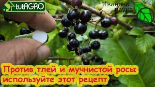 МОЖНО ПРЯМО ПО ЯГОДАМ и ПЛОДАМ! Аспирин + сода + нашатырный спирт против мучнистой росы и тлей.