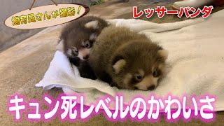 レッサーパンダの赤ちゃん誕生！悶絶級のかわいさ！（Red panda）