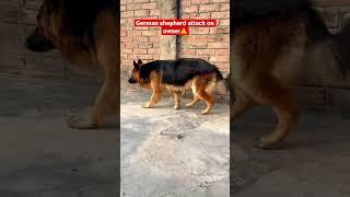 German shepherd attack on owner  | German shepherd double coat | Aggressive Gsd | #shorts #gsd