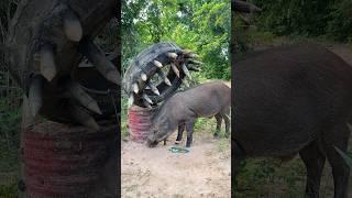 Giant Wild Boar Trap - The Power Pig Trap Make from Sharp piece of wood #animals #wildlife